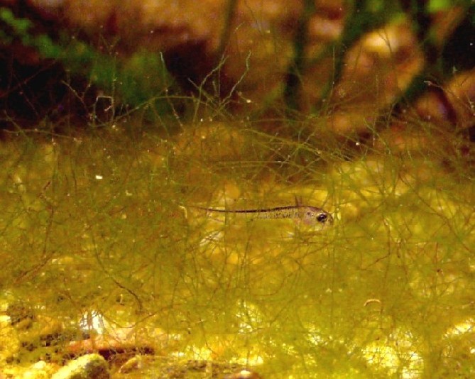 I Terracquari del Centro di Entomologia - Piombino (LI)